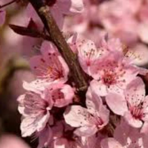 สมาชิกหมายเลข 7265068