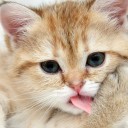 สมาชิกหมายเลข 810086