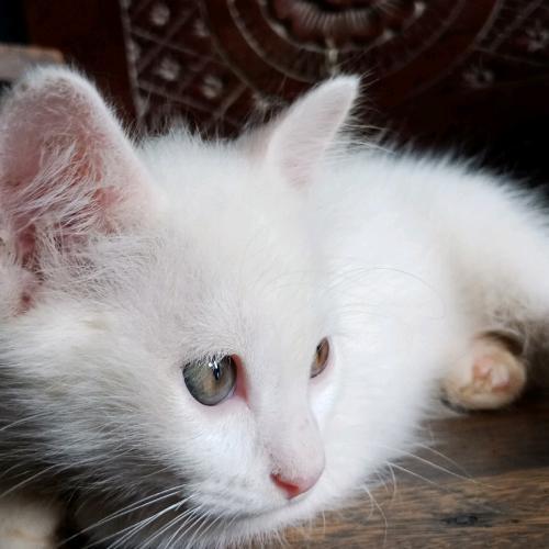 สมาชิกหมายเลข 3443094