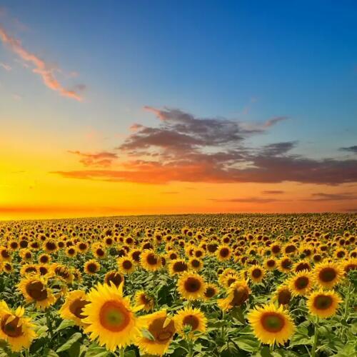 สมาชิกหมายเลข 4675524