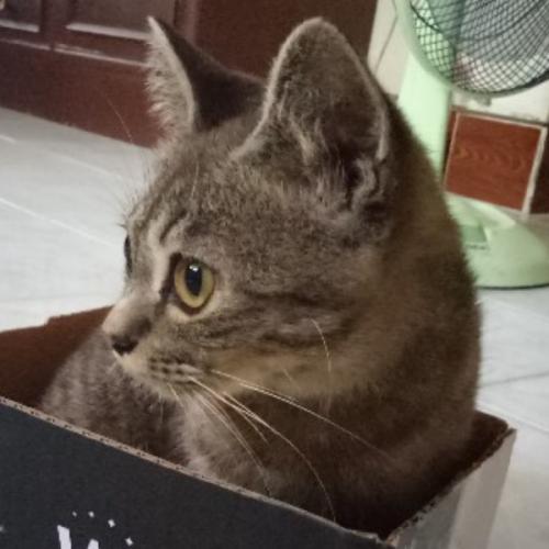 สมาชิกหมายเลข 4376625