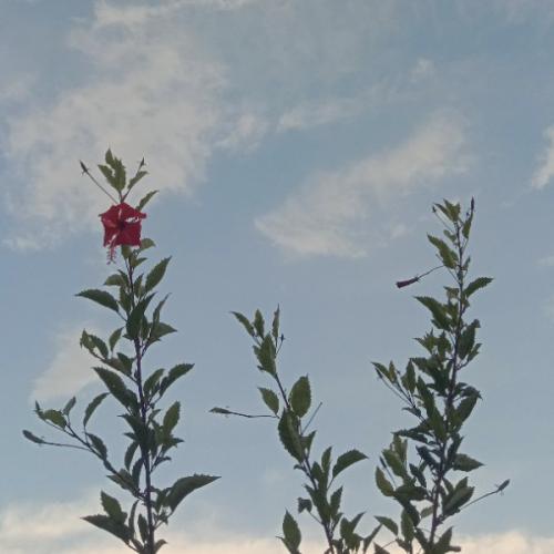 สมาชิกหมายเลข 5551508