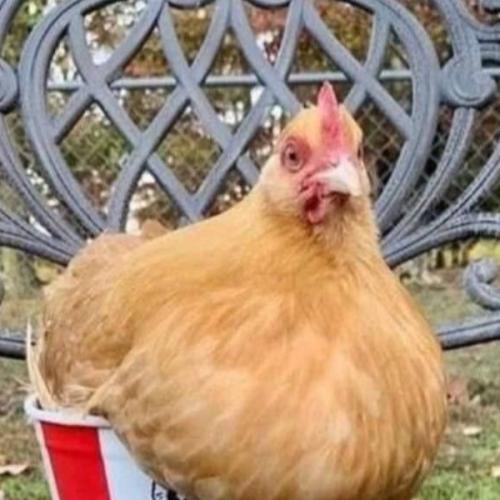 สมาชิกหมายเลข 7282954