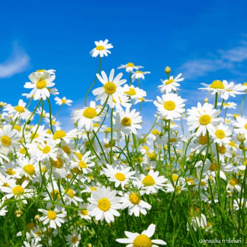 สมาชิกหมายเลข 9127686