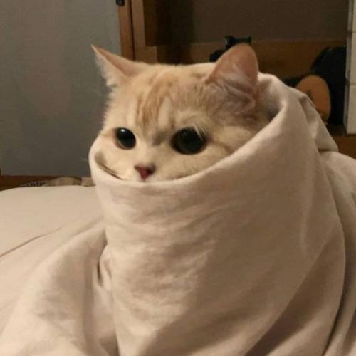 สมาชิกหมายเลข 6553730