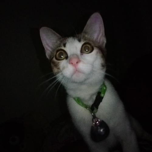 สมาชิกหมายเลข 7279376