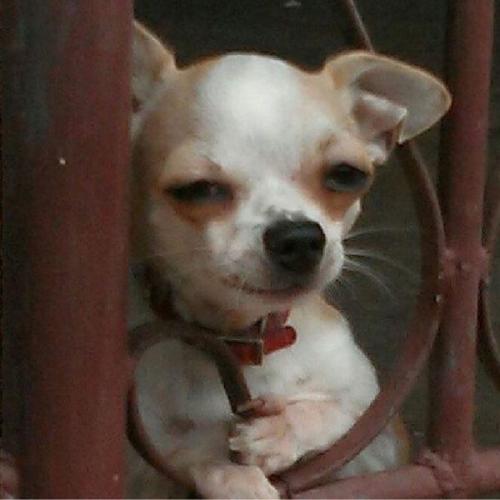 สมาชิกหมายเลข 7279437