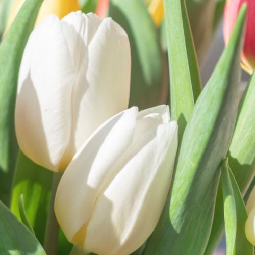 สมาชิกหมายเลข 4822345