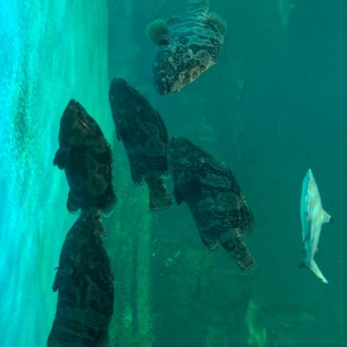 สมาชิกหมายเลข 3136187