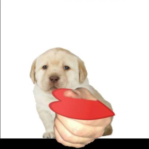 สมาชิกหมายเลข 9132086