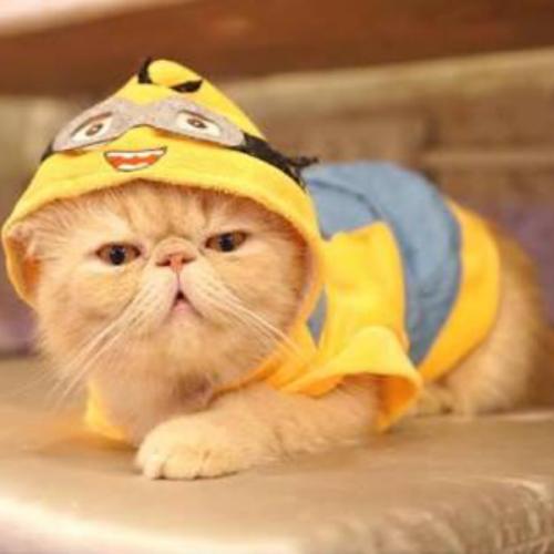 สมาชิกหมายเลข 5949005