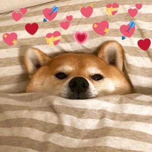 สมาชิกหมายเลข 6423045