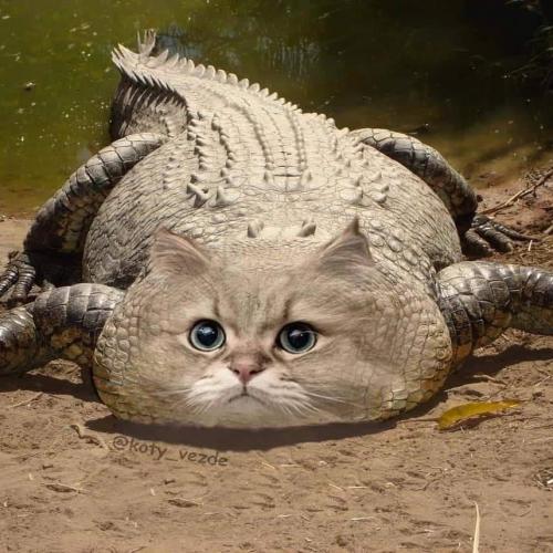 สมาชิกหมายเลข 6866620