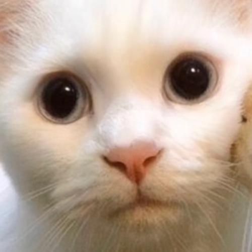 สมาชิกหมายเลข 6057532