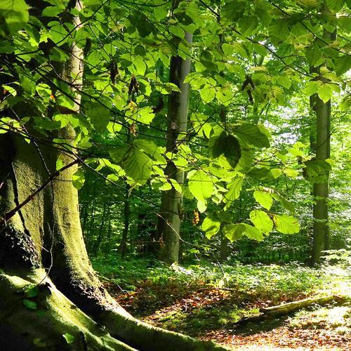 สมาชิกหมายเลข 5875356