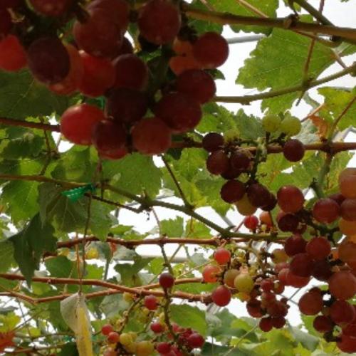 สมาชิกหมายเลข 5948195