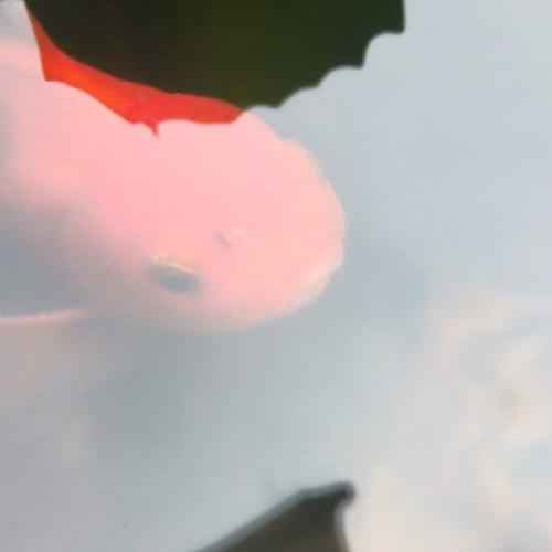 สมาชิกหมายเลข 9081608