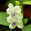 สมาชิกหมายเลข 4677337