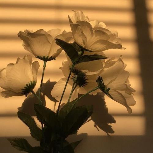 สมาชิกหมายเลข 5951494