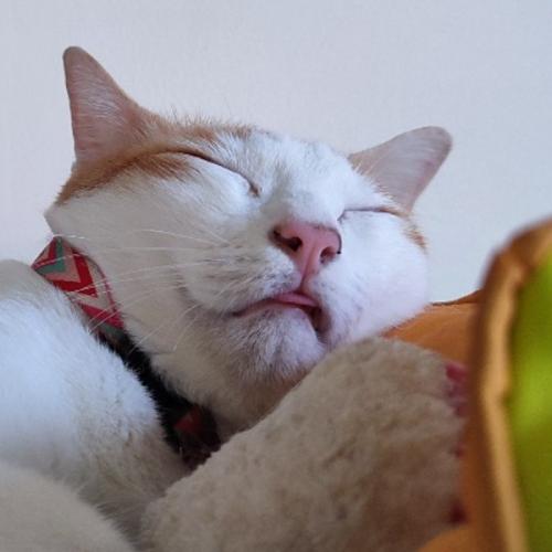 เนื้อเกลี้ยง