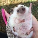 สมาชิกหมายเลข 4299812