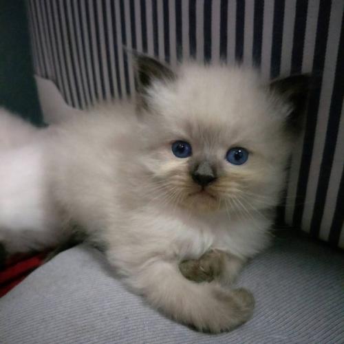 สมาชิกหมายเลข 1296861