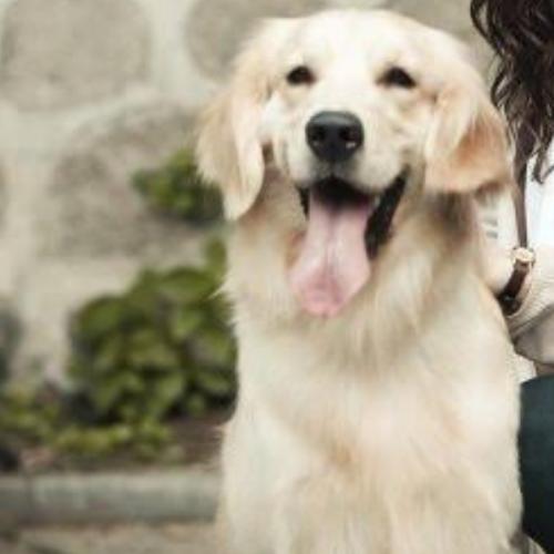 สมาชิกหมายเลข 4384119