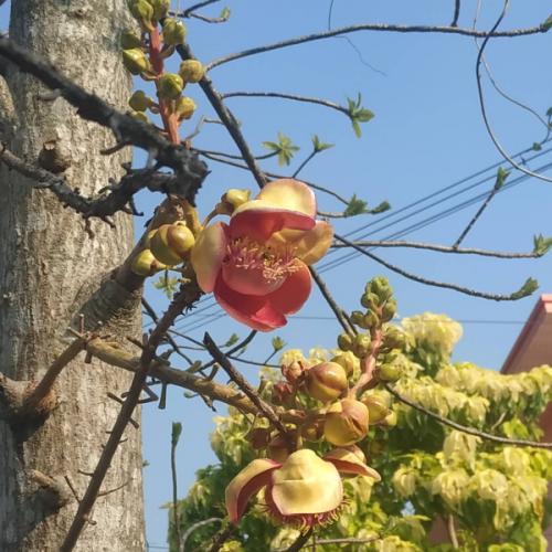 สมาชิกหมายเลข 2492636