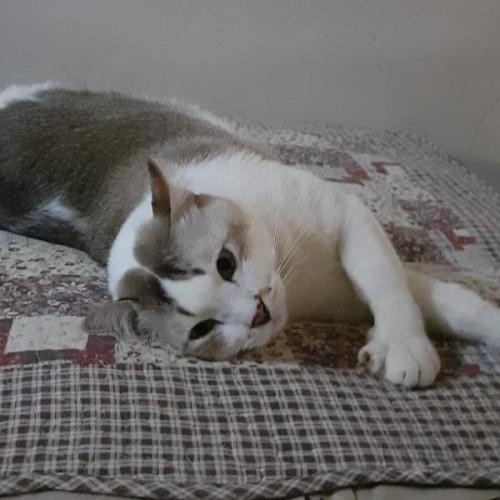 สมาชิกหมายเลข 4334882