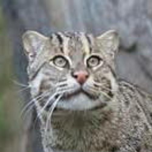 พียอร์น้อยต่อยเตะ