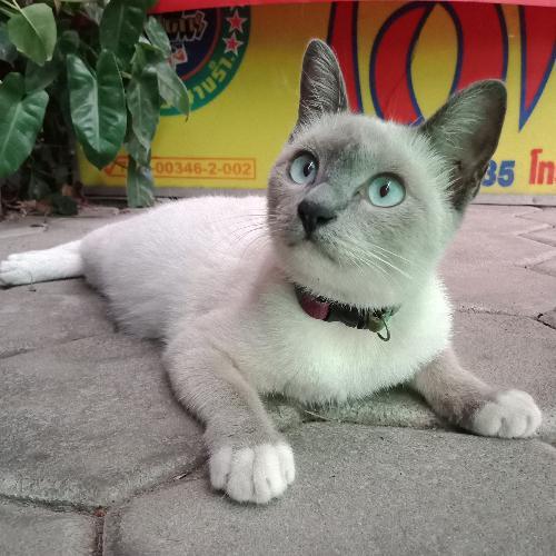 สมาชิกหมายเลข 4678525