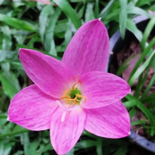 สมาชิกหมายเลข 5108608