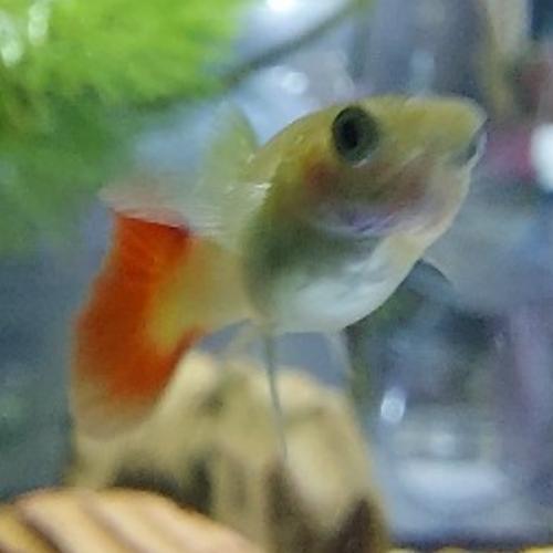 สมาชิกหมายเลข 5088024