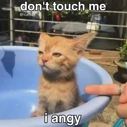 หมาโอริโอ้ ณ คลองหลวง