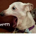 สมาชิกหมายเลข 2203975