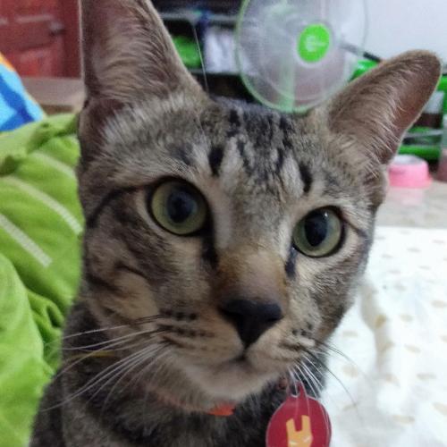 สมาชิกหมายเลข 4700891