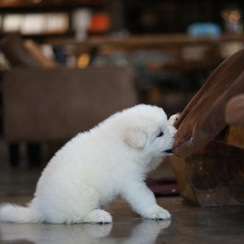 สมาชิกหมายเลข 3970028