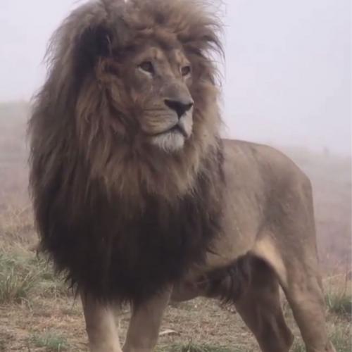 สมาชิกหมายเลข 5436174