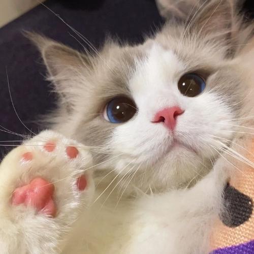 สมาชิกหมายเลข 7184635