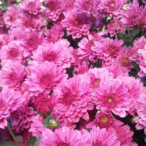 สมาชิกหมายเลข 2794719