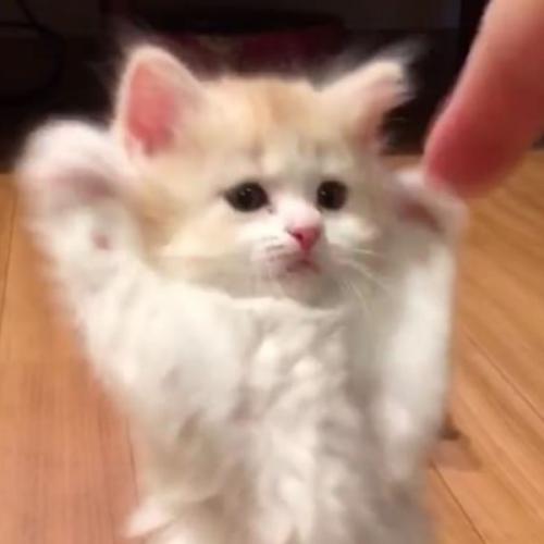 สมาชิกหมายเลข 6559509