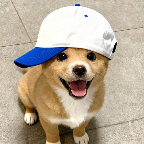 สมาชิกหมายเลข 3119374