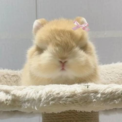 สมาชิกหมายเลข 9109641