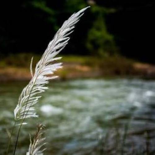 สายลม ชลธาร