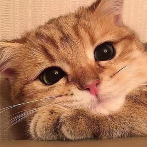 สมาชิกหมายเลข 5435628