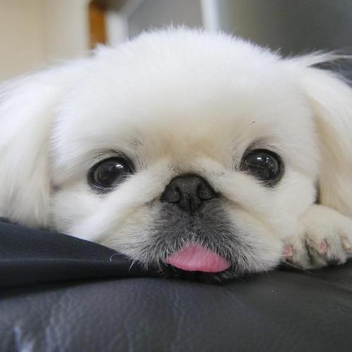 สมาชิกหมายเลข 5955083