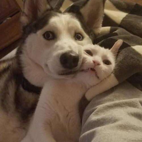 สมาชิกหมายเลข 7285182