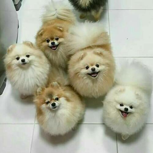 สมาชิกหมายเลข 4680367