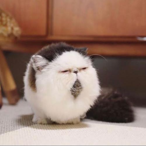 สมาชิกหมายเลข 5447402