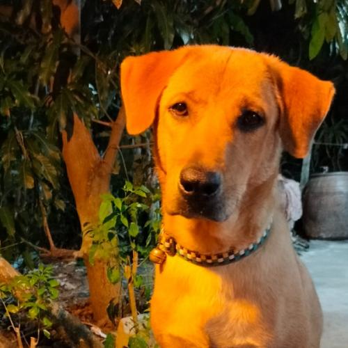 สมาชิกหมายเลข 6028151